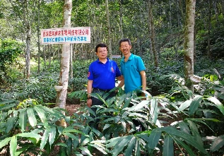 龙脑樟树种植前景董红卫_致富经董红卫种植龙脑樟树_龙脑樟树苗产地