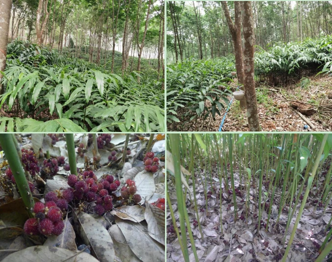 龙脑樟树苗产地_龙脑樟树种植前景董红卫_致富经董红卫种植龙脑樟树