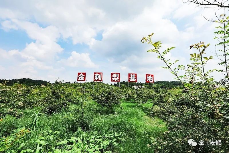 发展  种植  致富_致富种植发展历程_种植致富业