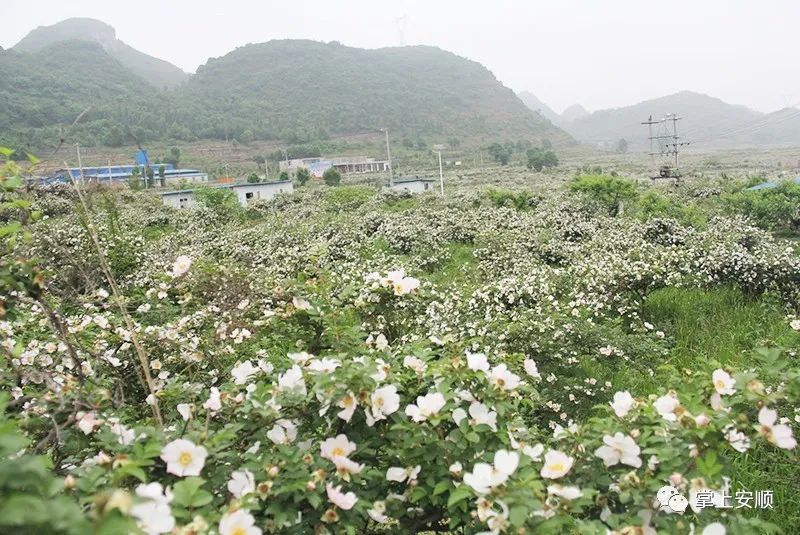 致富种植发展历程_发展  种植  致富_种植致富业