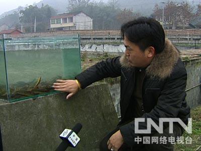 致富经泥鳅养殖_养殖泥鳅挣钱吗_致富养殖泥鳅图片