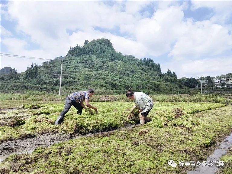 致富草种植_致富种植视频全集_致富种植什么比较赚大钱