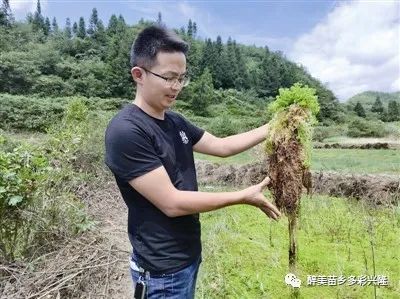 致富种植什么比较赚大钱_致富种植视频全集_致富草种植