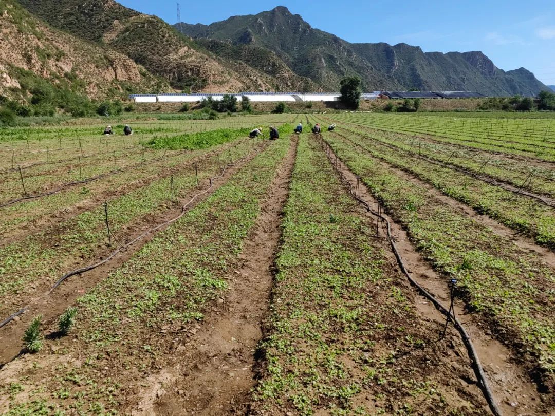 中药种植致富新路线_中药材种植致富经_中药材致富