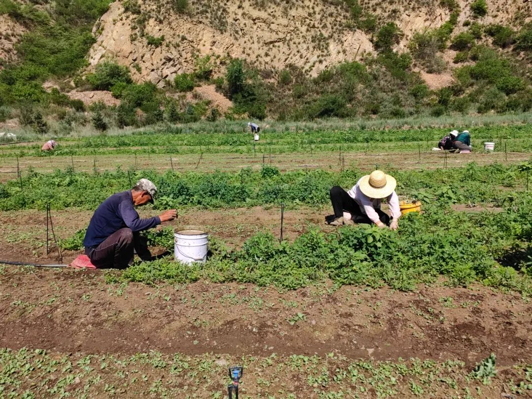 中药材致富_中药种植致富新路线_中药材种植致富经