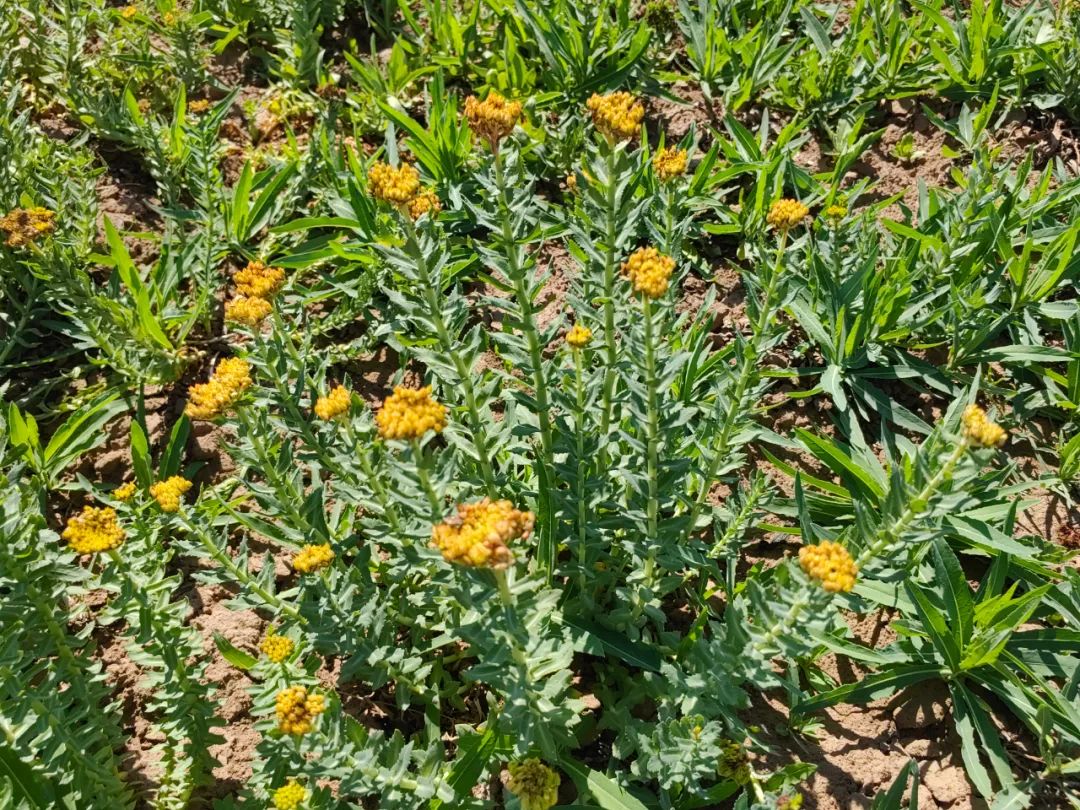 中药材种植致富经_中药种植致富新路线_中药材致富