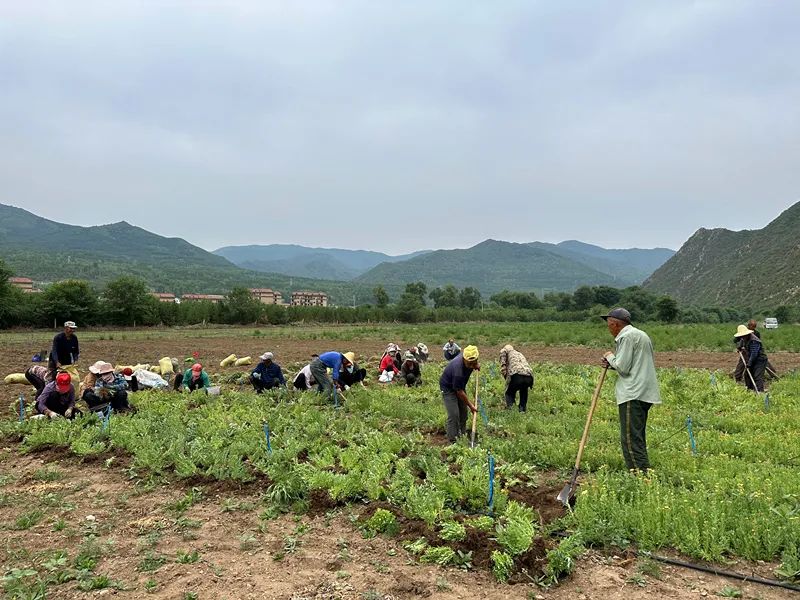 中药种植致富新路线_中药材致富_中药材种植致富经