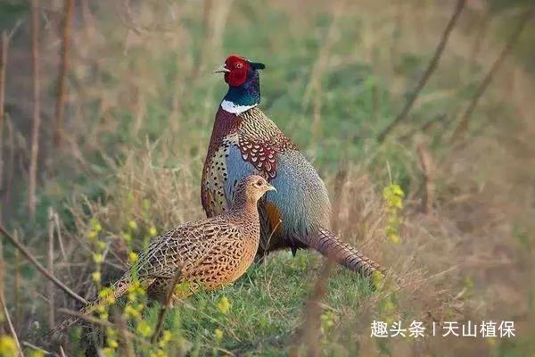 致富养殖乡村振兴方案_农村致富项目养殖业_乡村致富养殖