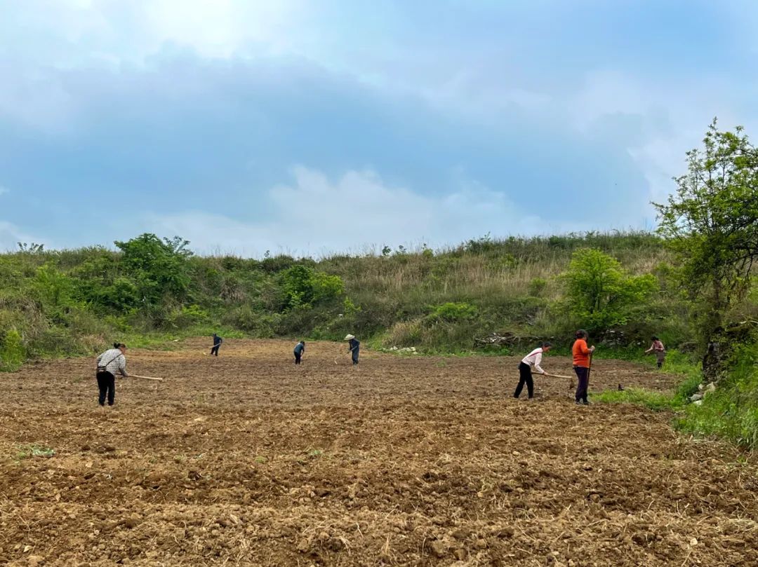 中药材致富_中药种植致富新路线_致富中药种植路线新闻报道