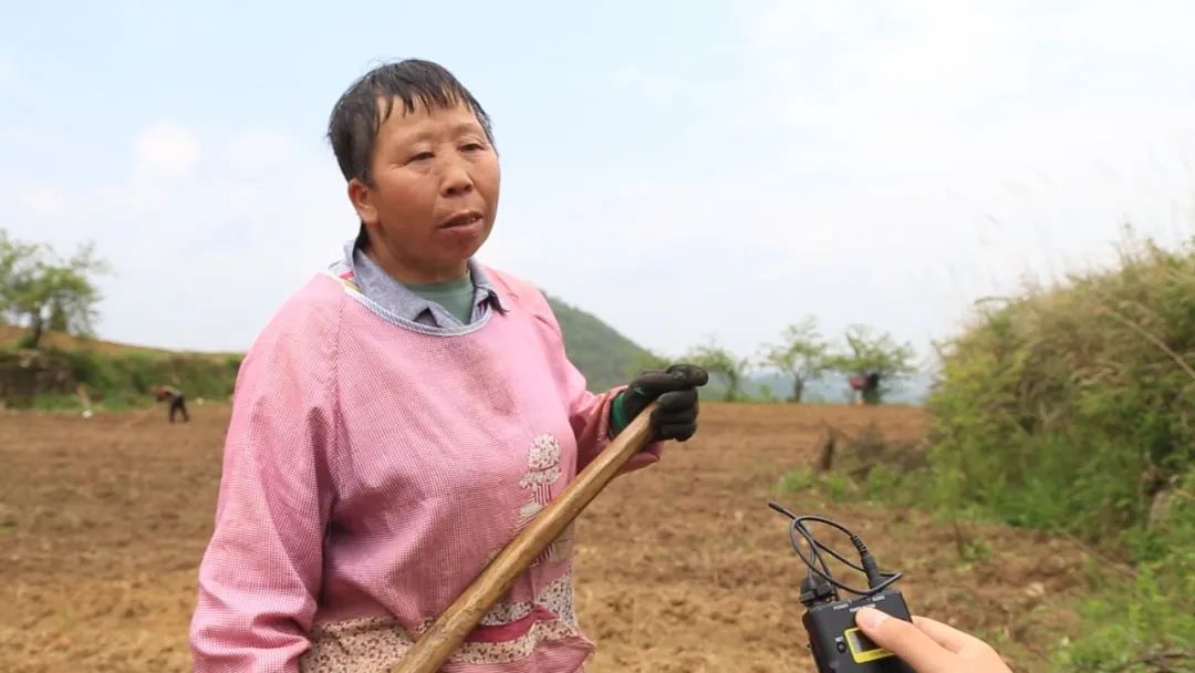 中药材致富_中药种植致富新路线_致富中药种植路线新闻报道