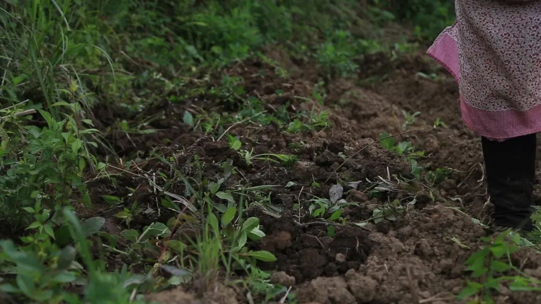 中药种植致富新路线_中药材致富_致富中药种植路线新闻报道