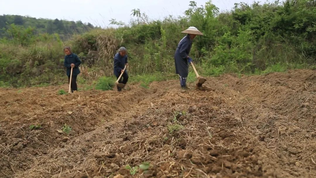 中药种植致富新路线_中药材致富_致富中药种植路线新闻报道