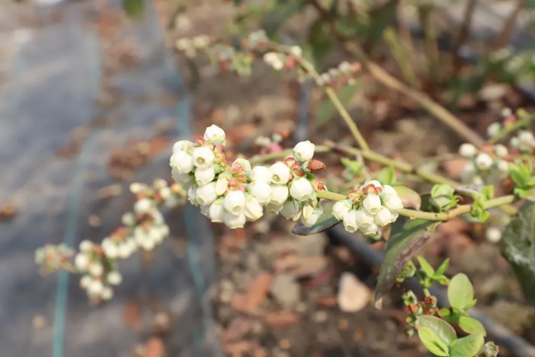 玫瑰盆景种植技术_玫瑰种植盆景技术与管理_玫瑰种植盆栽