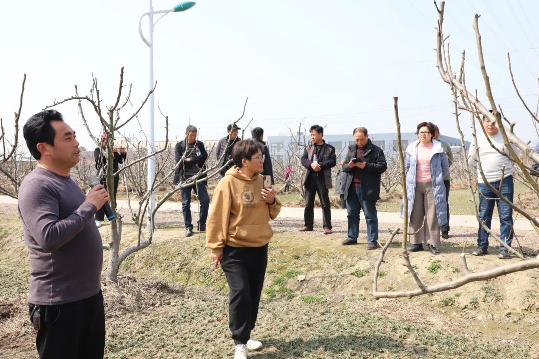 玫瑰盆景种植技术_玫瑰种植盆栽_玫瑰种植盆景技术与管理