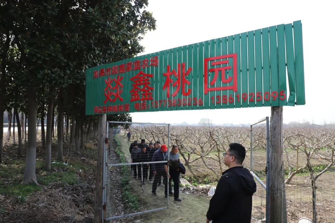 玫瑰种植盆栽_玫瑰盆景种植技术_玫瑰种植盆景技术与管理