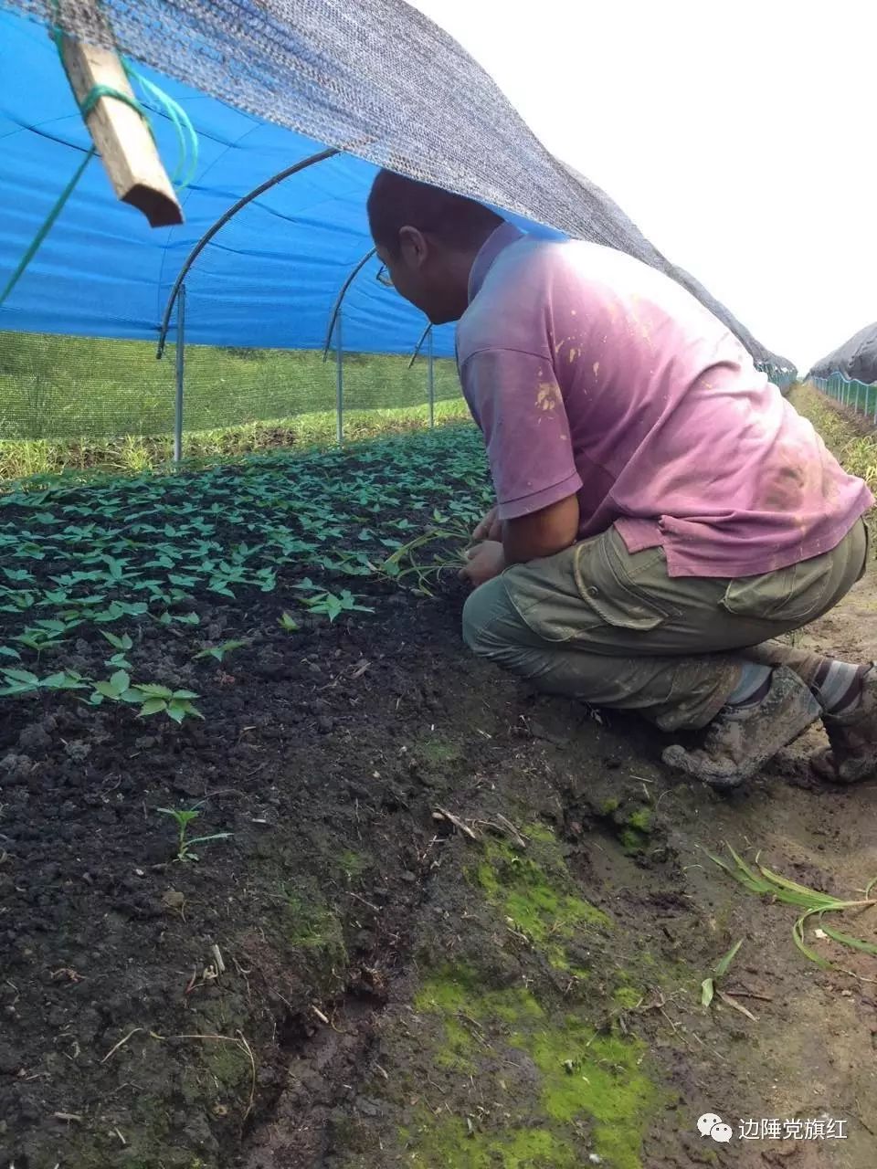 种植白参致富_种植的白参有营养价值吗_白参的种植方法及时间