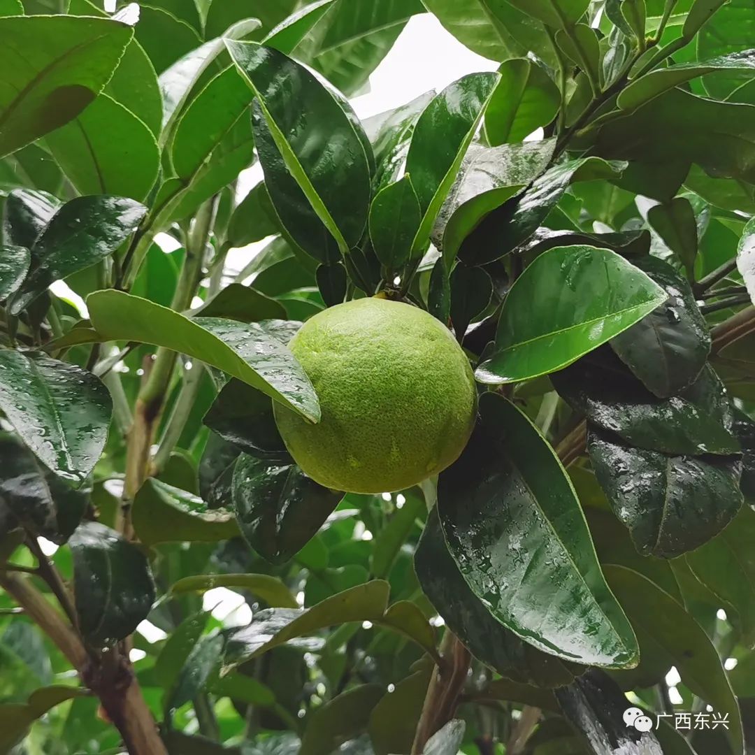 种植白参致富_种植的白参有营养价值吗_种植的参有什么作用