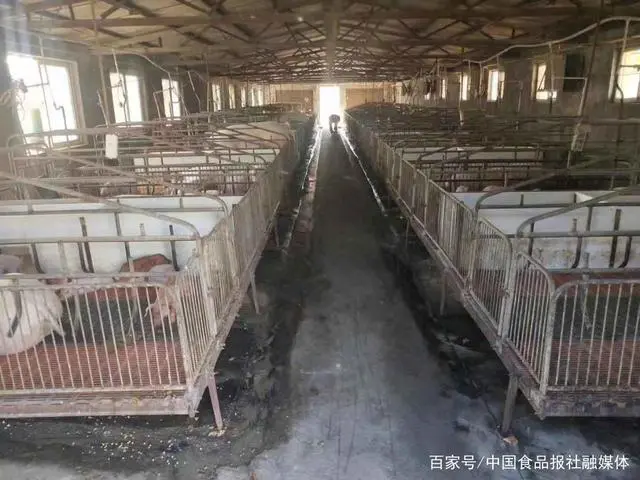 致富养猪场是真的吗_生猪养殖致富模式_致富经生态养猪