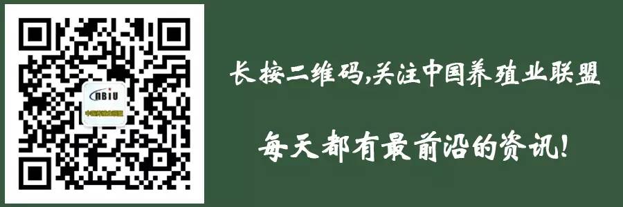 大红公鸡养殖技术视频_大红公鸡养殖 致富_大红公鸡养殖周期多少天