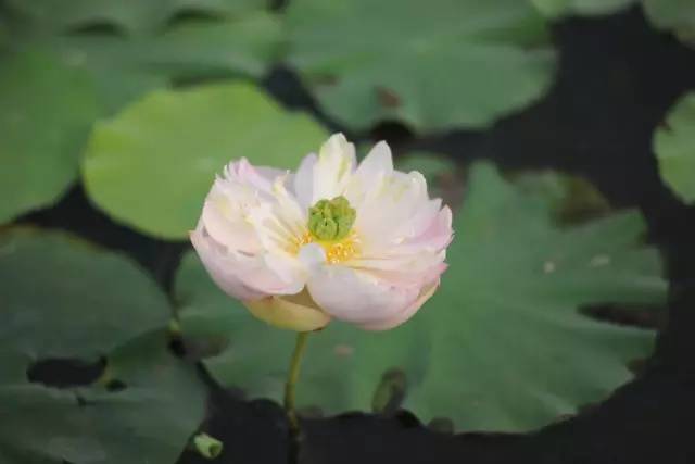 玫瑰种植盆栽_玫瑰盆景种植技术_玫瑰种植盆景技术要点