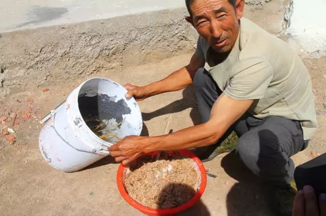 大红公鸡养殖技术视频_大红公鸡养殖 致富_大红公鸡养殖周期多少天