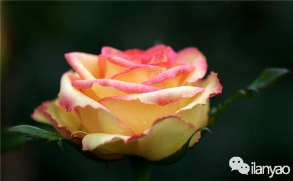 养殖月季花技术要点_如何养殖月季花_月季花的养殖技术