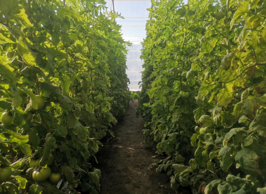 致富甘肃种植果树视频_甘肃农村种植致富好项目_甘肃致富果种植