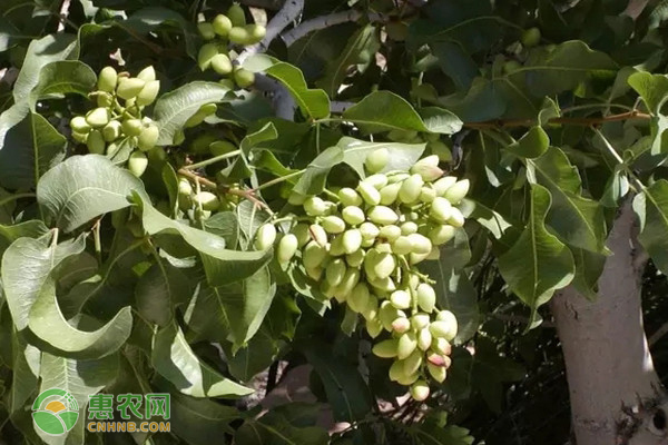 甘肃致富果种植_甘肃种植水果的优势_在甘肃种植什么最赚钱