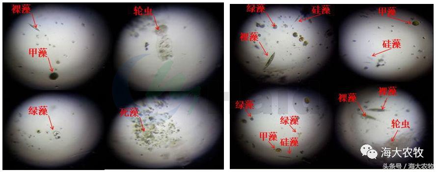 致富经鱼塘养殖技术_致富养殖鱼塘技术要求_鱼塘养殖业什么最赚钱农村