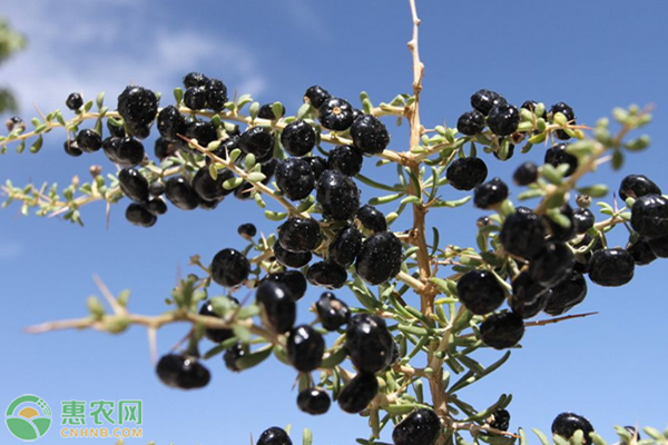 甘肃致富果种植_适合在甘肃种植的果树_甘肃农村种植致富好项目