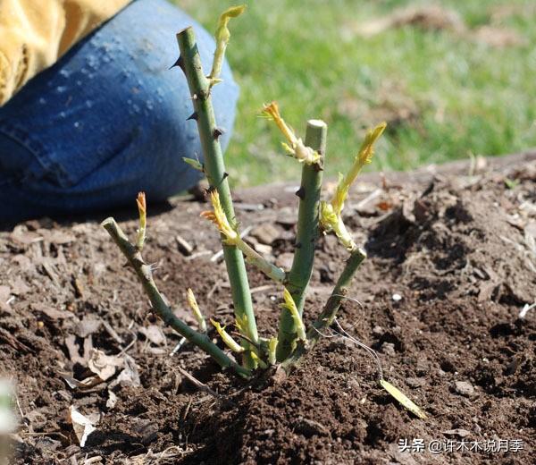 如何养殖月季花_养殖月季花技术要点_月季花的养殖技术