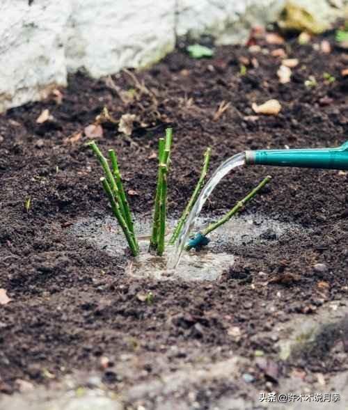 月季花的养殖技术_如何养殖月季花_养殖月季花技术要点