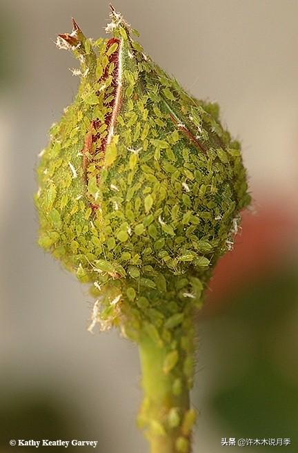 如何养殖月季花_养殖月季花技术要点_月季花的养殖技术