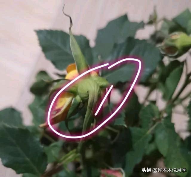 月季花的养殖技术_养殖月季花技术要点_如何养殖月季花