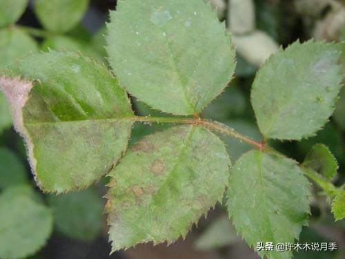 如何养殖月季花_养殖月季花技术要点_月季花的养殖技术