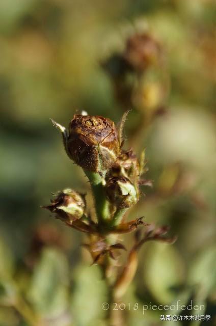 如何养殖月季花_月季花的养殖技术_养殖月季花技术要点