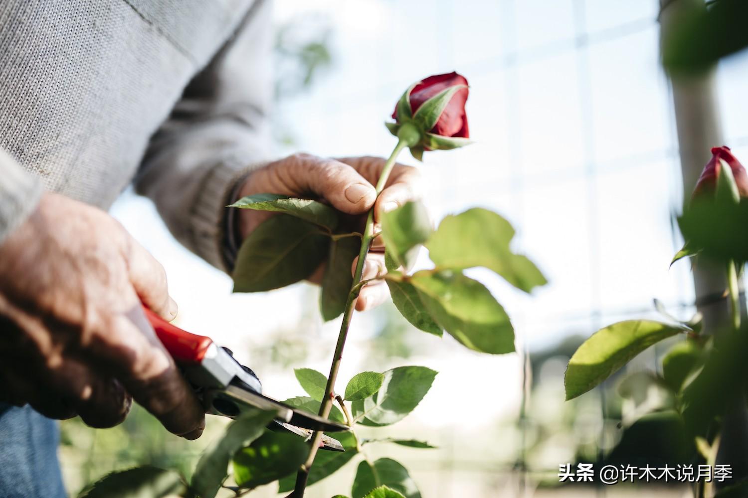 养殖月季花技术要点_月季花的养殖技术_如何养殖月季花