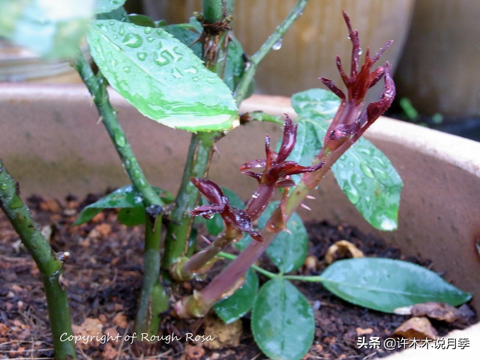 月季花的养殖技术_养殖月季花技术要点_如何养殖月季花