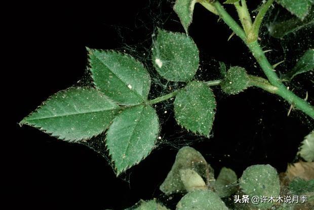 养殖月季花技术要点_月季花的养殖技术_如何养殖月季花