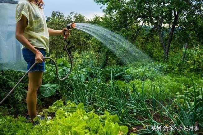 月季花的养殖技术_如何养殖月季花_养殖月季花技术要点