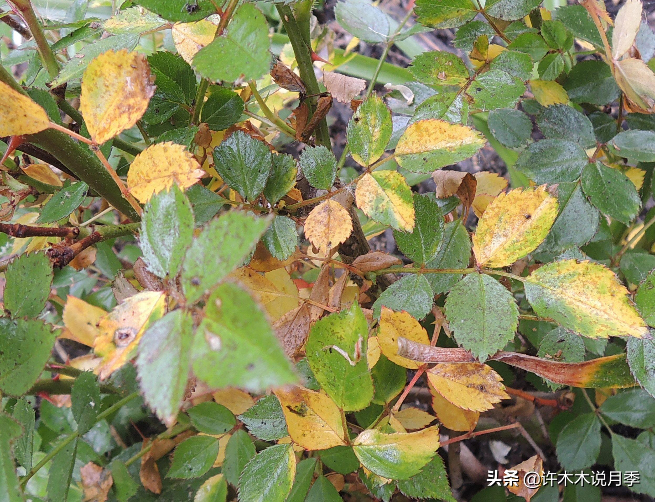 养殖月季花技术要点_如何养殖月季花_月季花的养殖技术