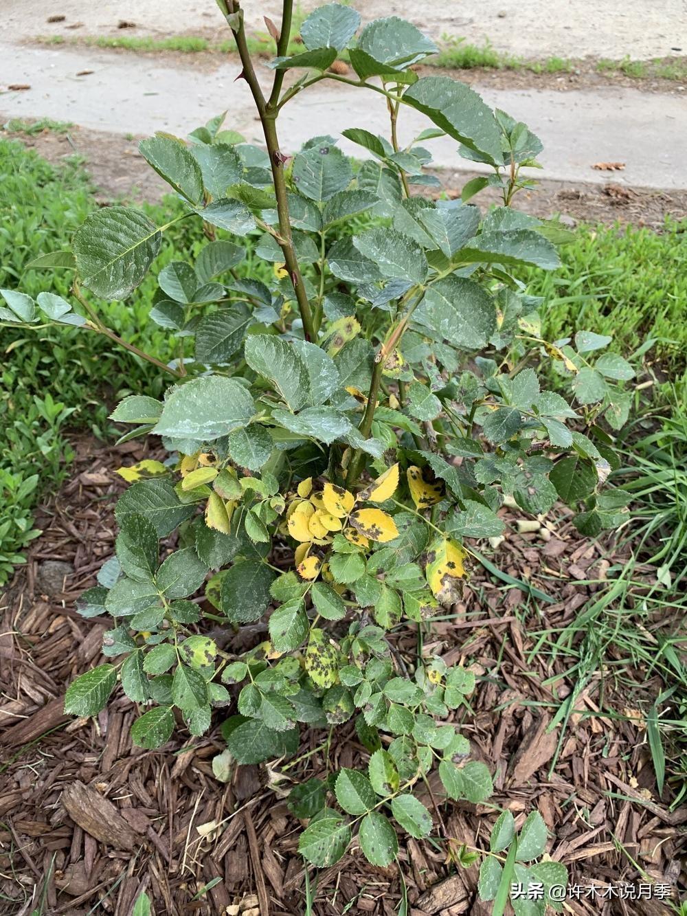 月季花的养殖技术_养殖月季花技术要点_如何养殖月季花