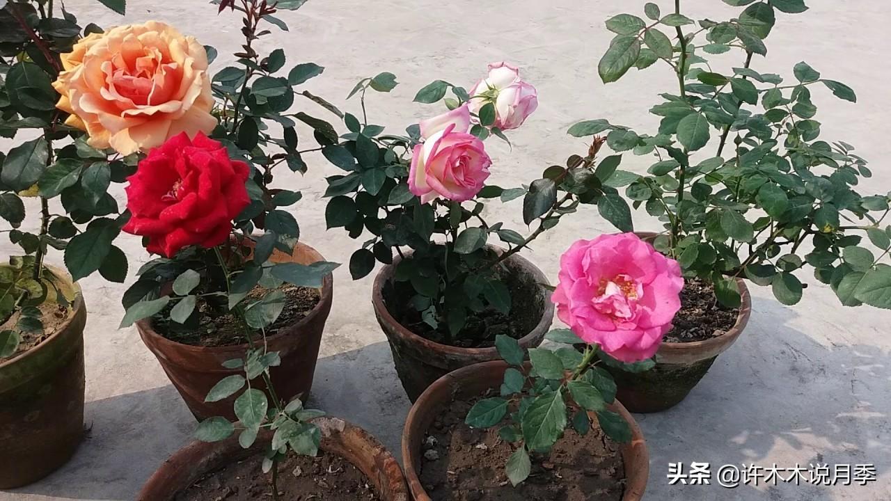 养殖月季花技术要点_月季花的养殖技术_如何养殖月季花