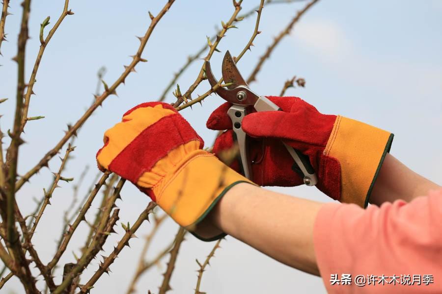 如何养殖月季花_月季花的养殖技术_养殖月季花技术要点