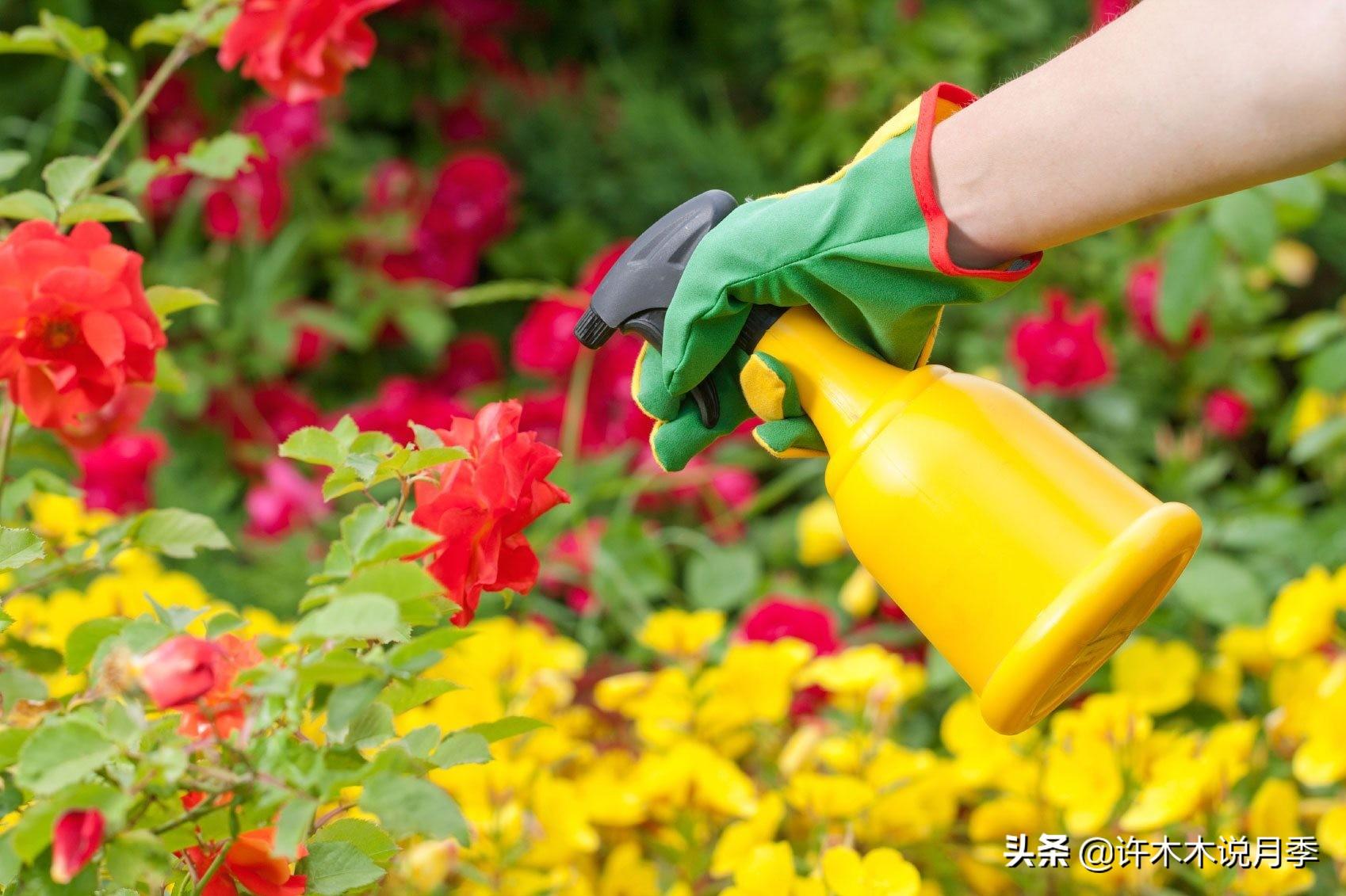 如何养殖月季花_养殖月季花技术要点_月季花的养殖技术