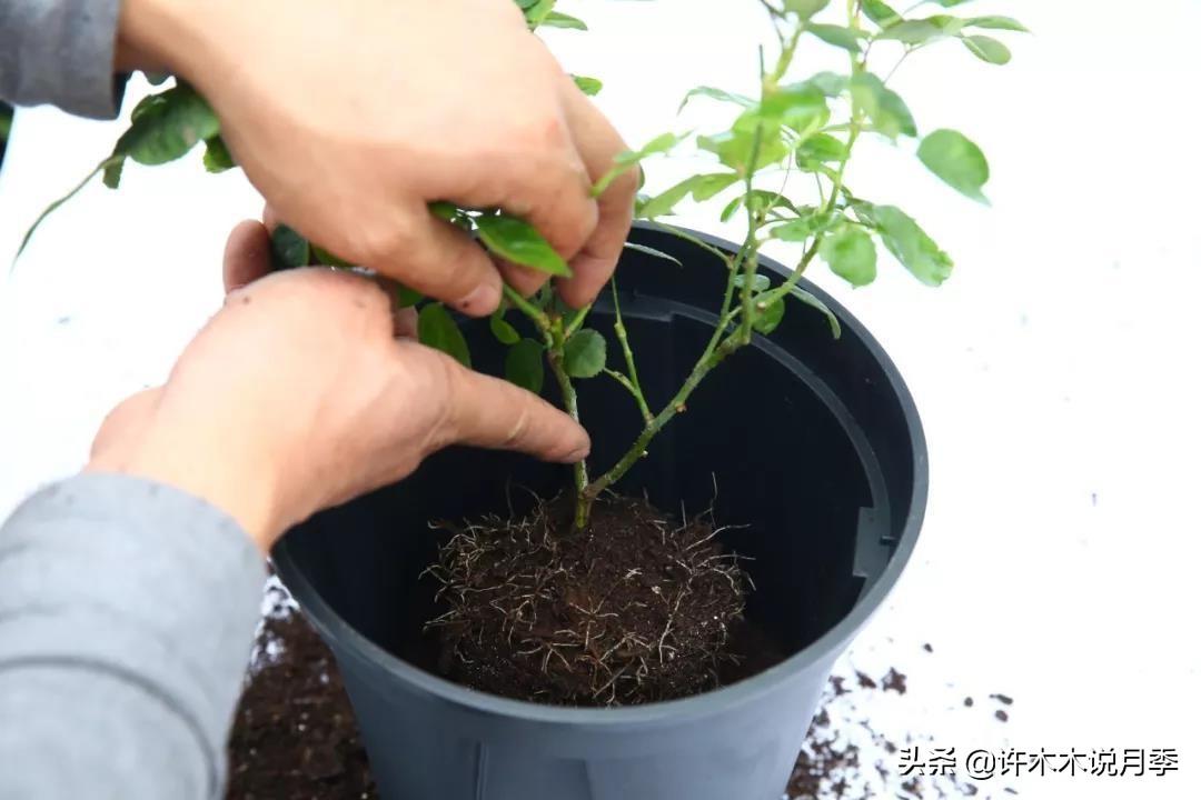 养殖月季花技术要点_如何养殖月季花_月季花的养殖技术