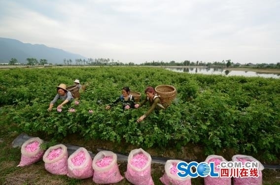 致富经花海_致富经花海_致富经花海