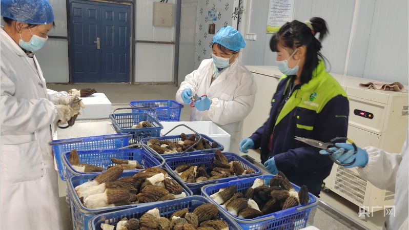 致富经仿野生甲鱼_仿野生甲鱼养殖技术_仿野生甲鱼养殖前景如何