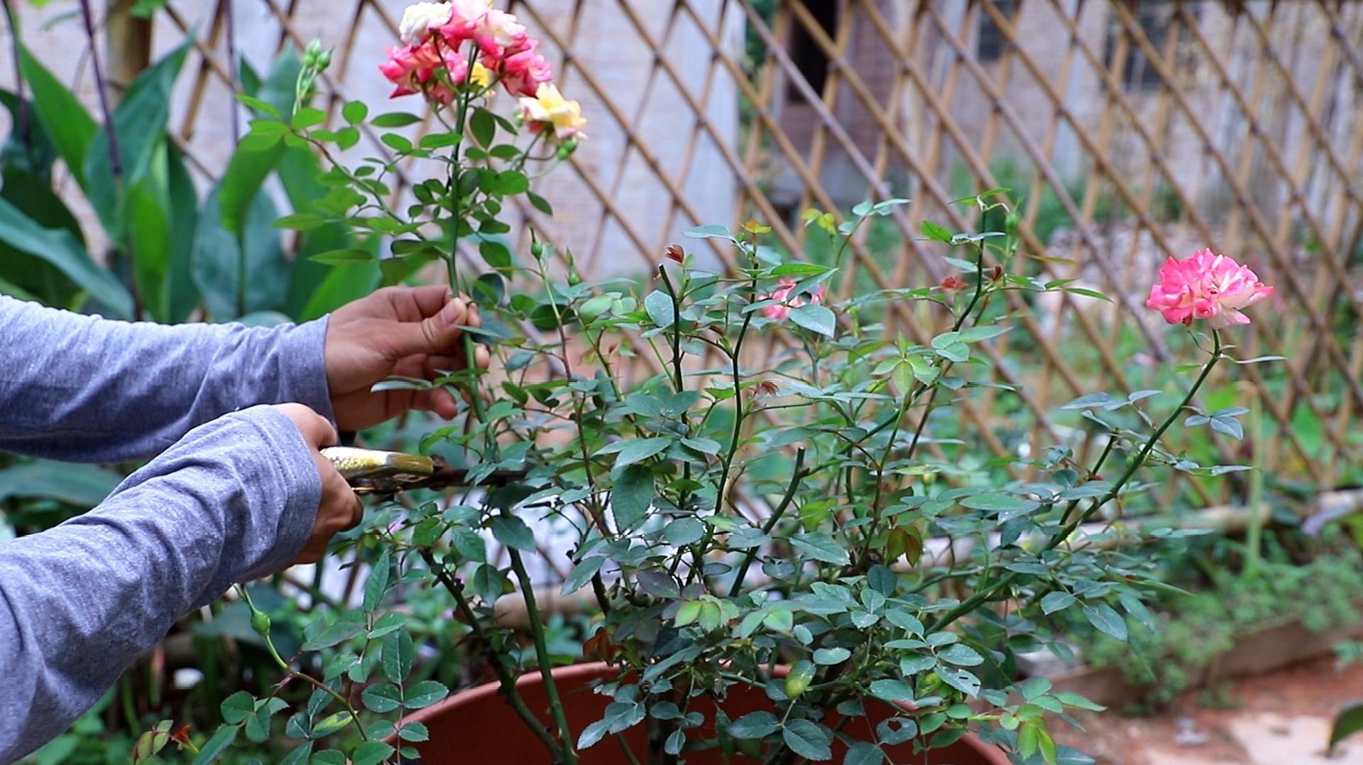 如何养殖月季花_养殖月季花技术要点_月季花的养殖技术