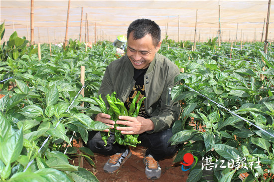 东北农村致富项目种植_东北农村种植致富_东北农村种植什么挣钱
